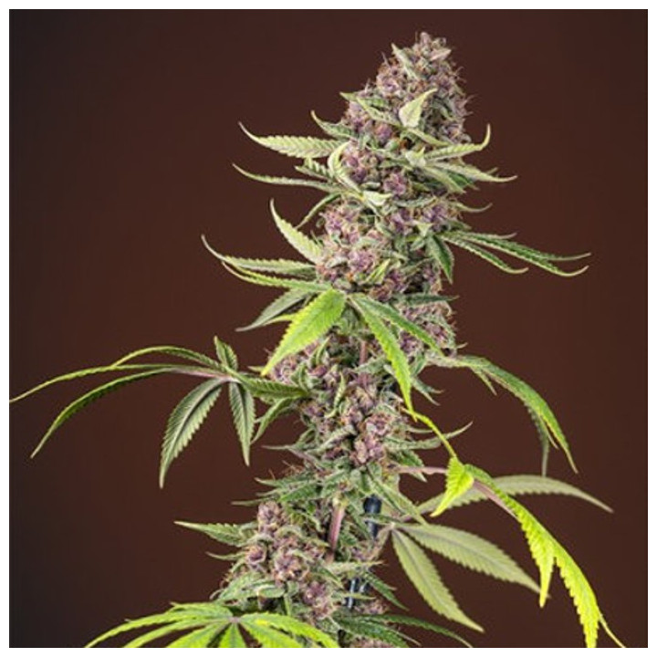 Red Mandarine F1 Fast Versión (Sweet Seeds)