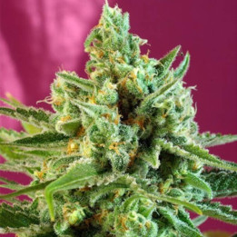 Sweet Afgani Delicious CBD (Sweet Seeds)