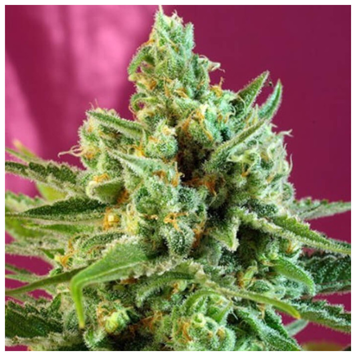 Sweet Afgani Delicious CBD (Sweet Seeds)