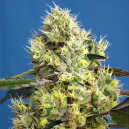 Sweet Gelato Auto (Sweet Seeds)