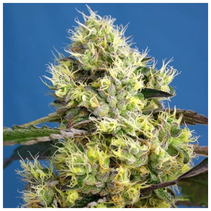 Sweet Gelato Auto (Sweet Seeds)
