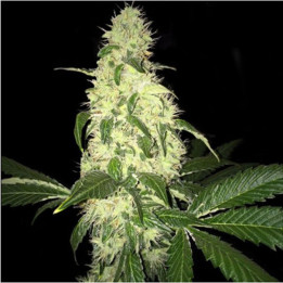 Afghaniberry (TH Seeds)
