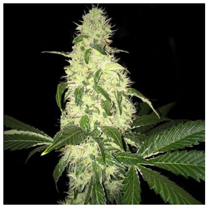 Afghaniberry (TH Seeds)