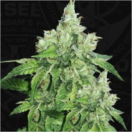 Citron Givré - Birthday Cake (TH Seeds)