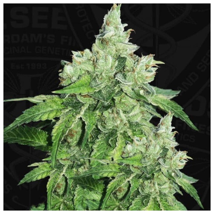 Citron Givré - Birthday Cake (TH Seeds)