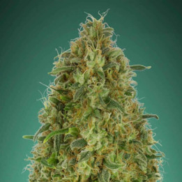 Gorilla Blue (Advanced Seeds)