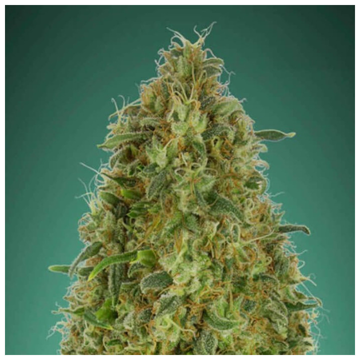 Gorilla Blue (Advanced Seeds)