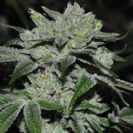 Sour Glue (Medical Seeds)