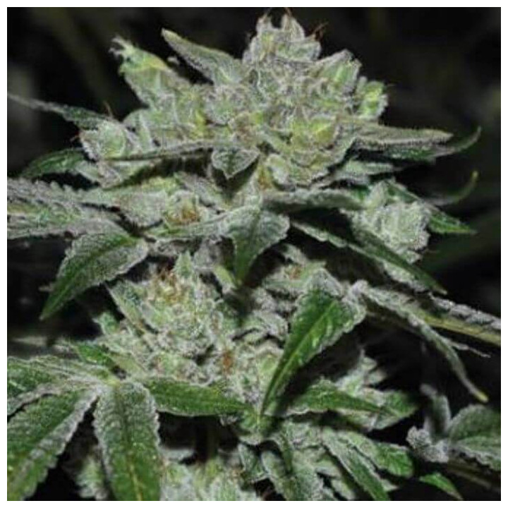 Sour Glue (Medical Seeds)