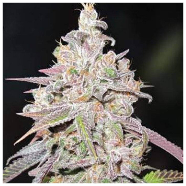 Mendocino Chanel Kush (Medical Seeds)