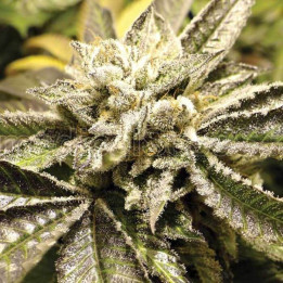 Canadian Kush 2.0 (Medical Seeds)