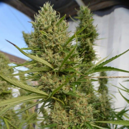 Super Malawi Haze Feminizada (Ace Seeds)