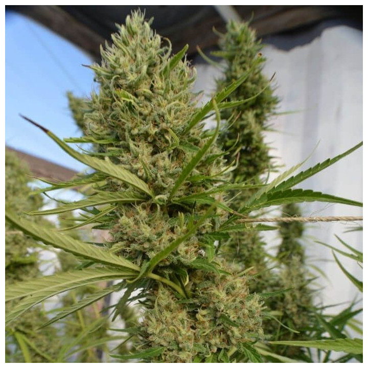 Super Malawi Haze Feminizada (Ace Seeds)
