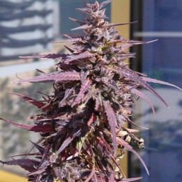 Super Malawi Haze Feminizada (Ace Seeds)