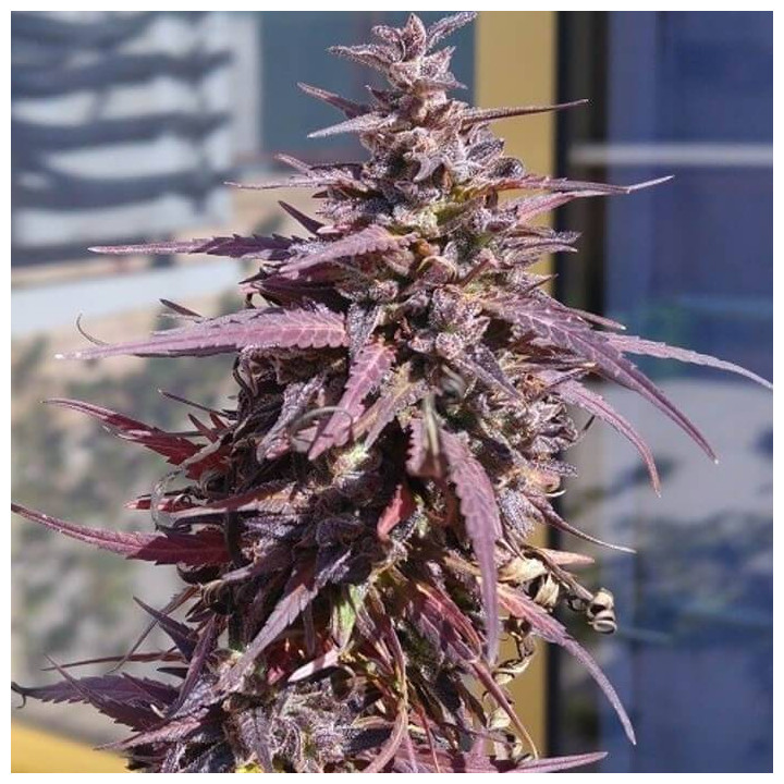 Super Malawi Haze Feminizada (Ace Seeds)