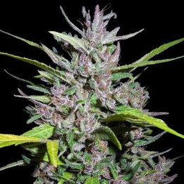 Honduras Breeze Feminizada (Ace Seeds)
