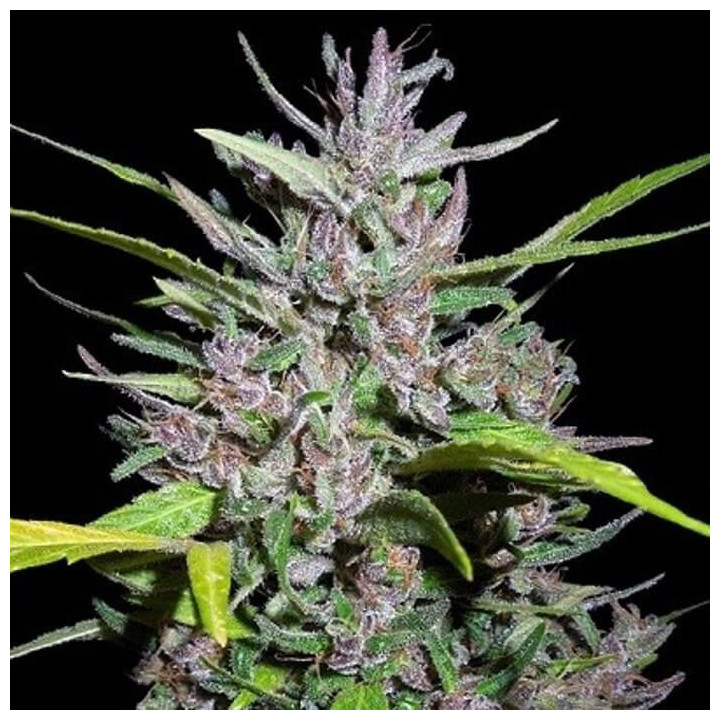 Honduras Breeze Feminizada (Ace Seeds)