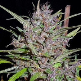 Honduras x Panama Regular (Ace Seeds)