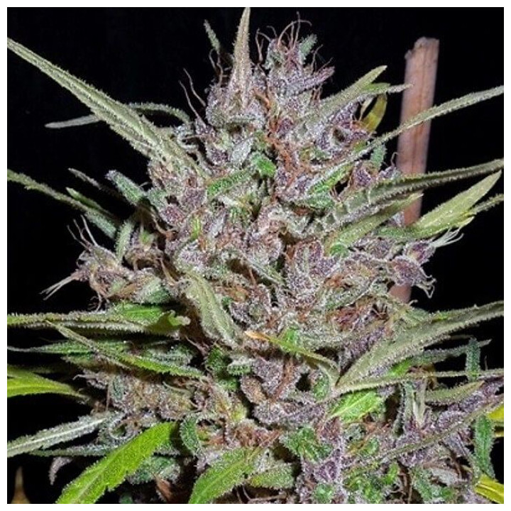 Honduras x Panama Regular (Ace Seeds)