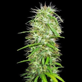 Honduras x Panama Regular (Ace Seeds)
