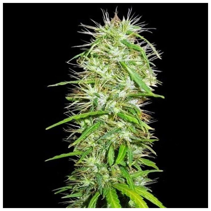 Honduras x Panama Regular (Ace Seeds)