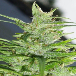 Nepal Jam Regular (Ace Seeds)