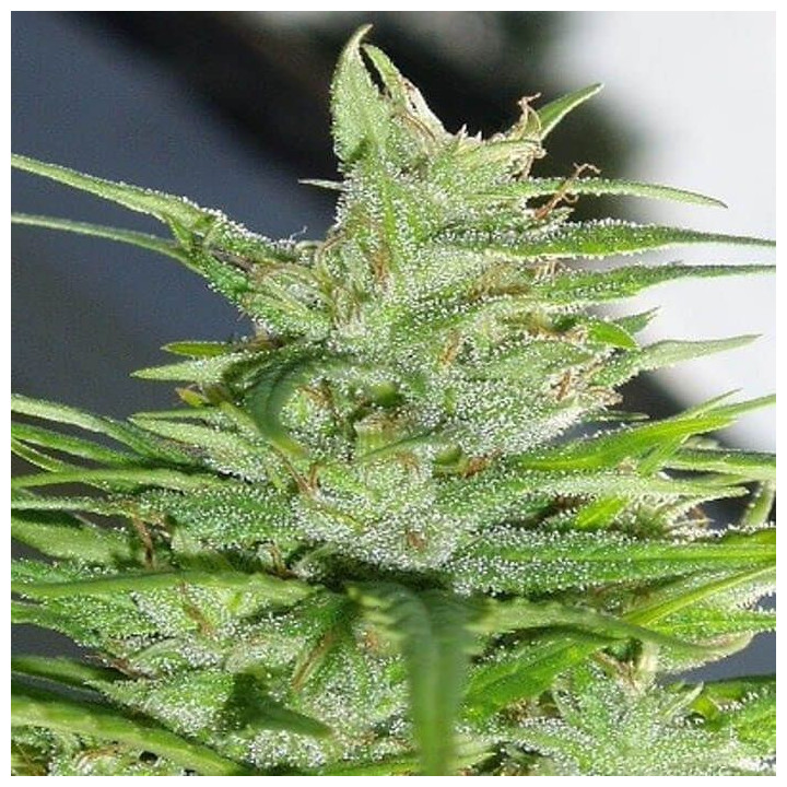 Nepal Jam Regular (Ace Seeds)