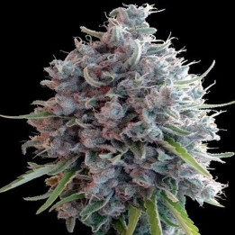 Killer A5 Haze Feminizada (Ace Seeds)