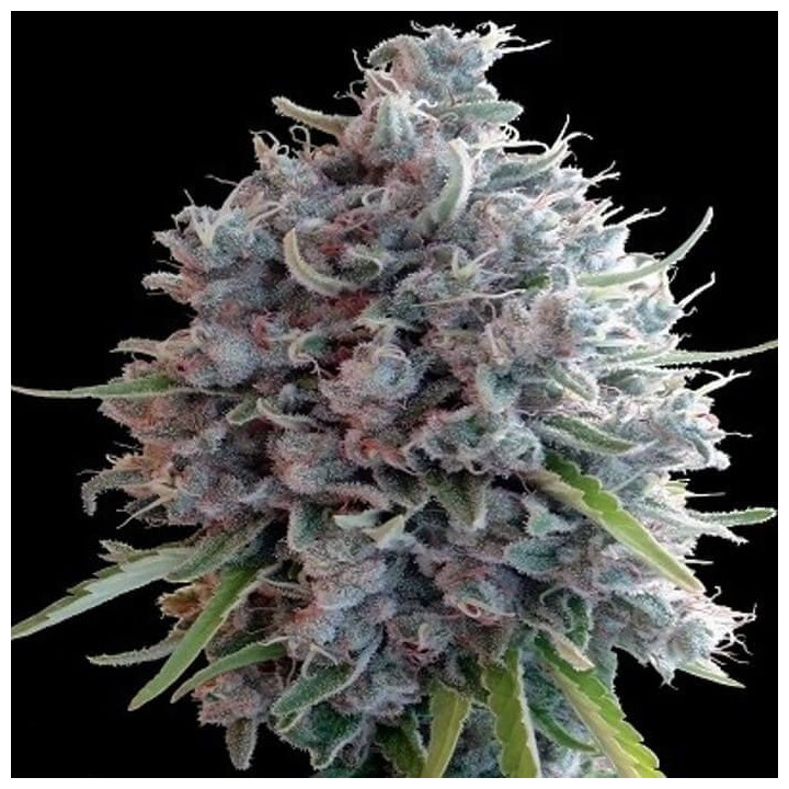 Killer A5 Haze Feminizada (Ace Seeds)