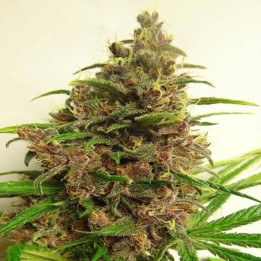 Killer A5 Haze Feminizada (Ace Seeds)