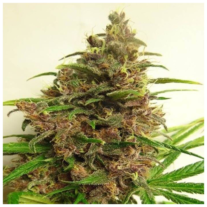 Killer A5 Haze Feminizada (Ace Seeds)