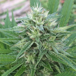 Panama x Bangi Haze Feminizada (Ace Seeds)