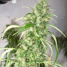 Etíope x Malawi Regular (Ace Seeds)