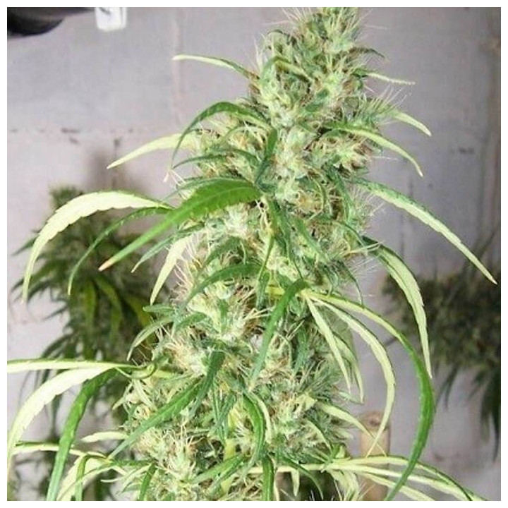 Etíope x Malawi Regular (Ace Seeds)