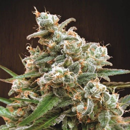 Nepal Jam Pack Cría Feminizada (Ace Seeds)