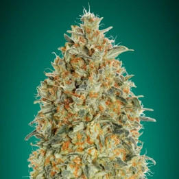 Auto Gorilla Blue (Advanced Seeds)