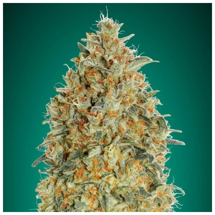 Auto Gorilla Blue (Advanced Seeds)