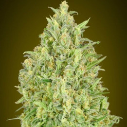 Auto Pineapple Glue (Advanced Seeds)