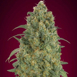 Auto Pineapple Glue (Advanced Seeds)