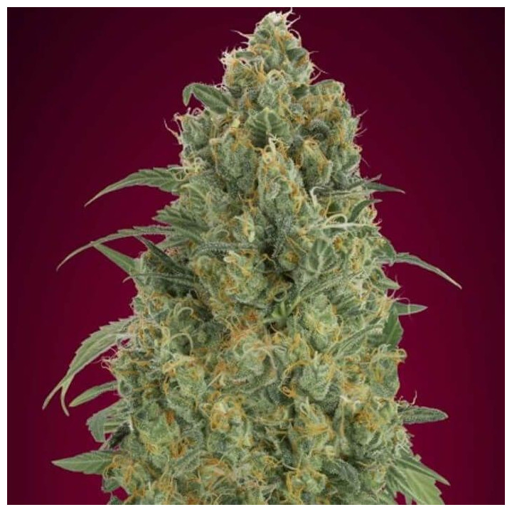 Auto Pineapple Glue (Advanced Seeds)