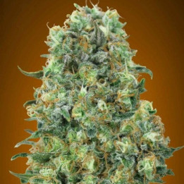 Critical Mass (Advanced Seeds)