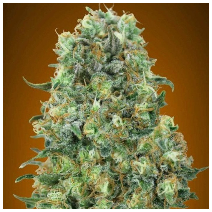 Critical Mass (Advanced Seeds)