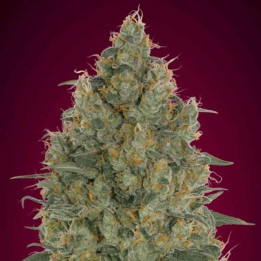 Strawberry Gum (Advanced Seeds)