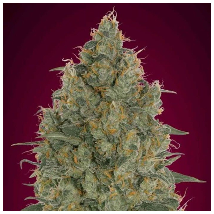 Strawberry Gum (Advanced Seeds)