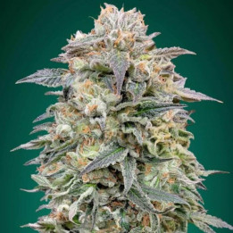 Shark Widow CBD (Advanced Seeds)