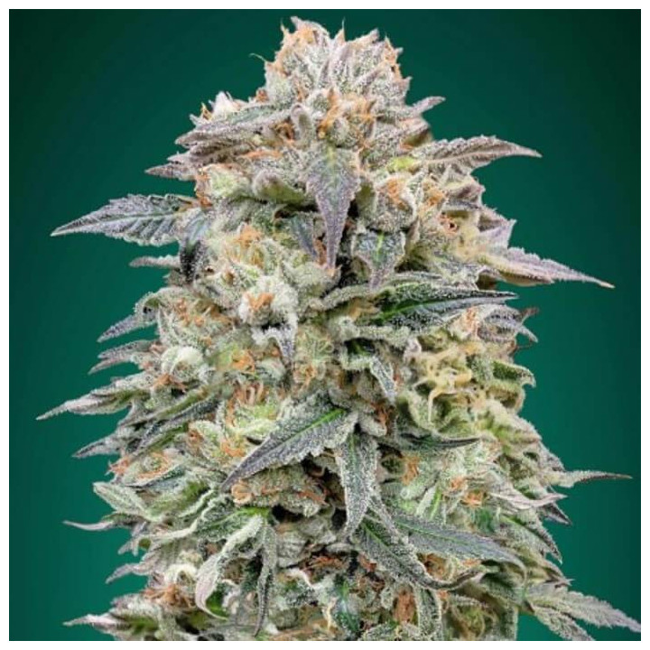 Shark Widow CBD (Advanced Seeds)