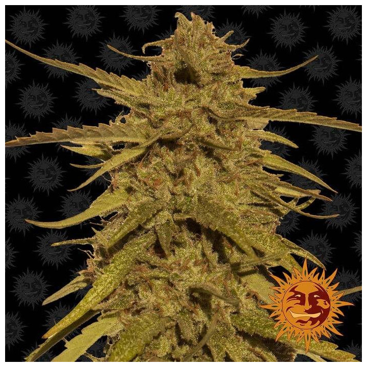 Pineapple Haze Regular (Barney´s Farm)