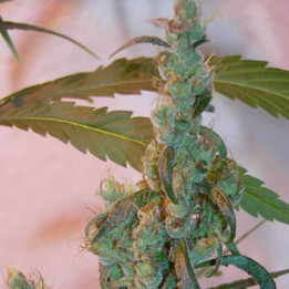 Afghan Haze Regular (Mr Nice)