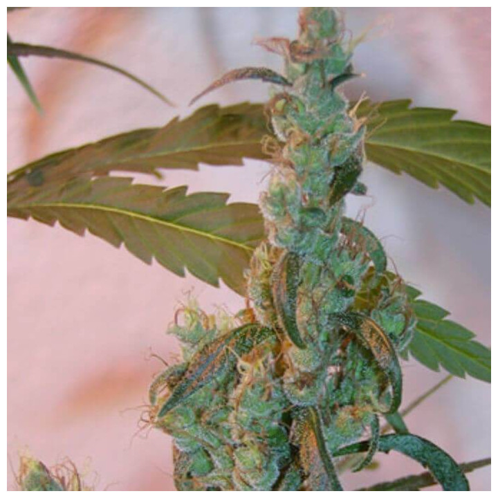 Afghan Haze Regular (Mr Nice)