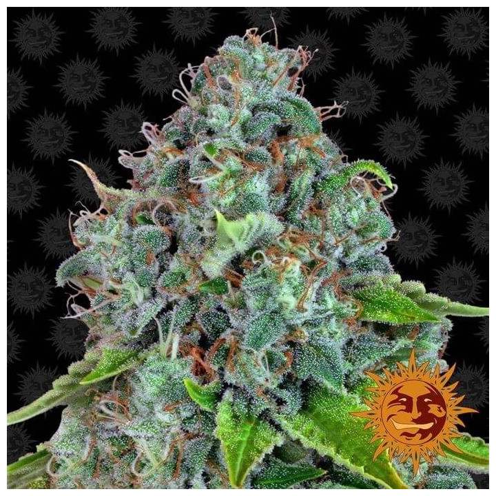 Strawberry Lemonade (Barney's Farm)
